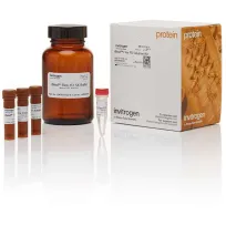 Набор реагентов iBind Flex FD для флуоресцентной детекции блотт-мембран, 1 набор